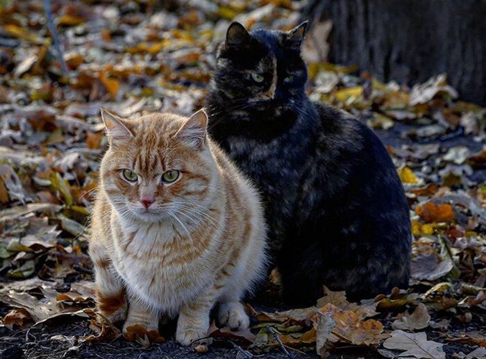 Коты в "Аптекарском огороде" Москвы