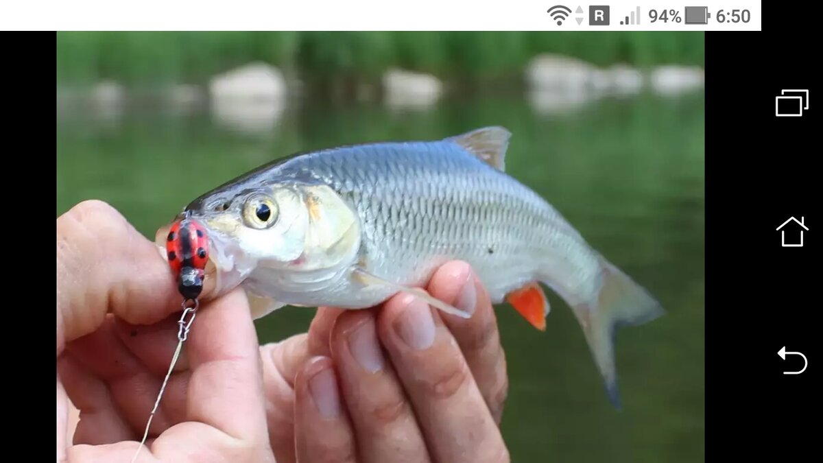 фото силиконовый жук на головня на течение реки