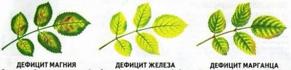 Комнатная роза: опадают и желтеют листья. Основные причины болезни.