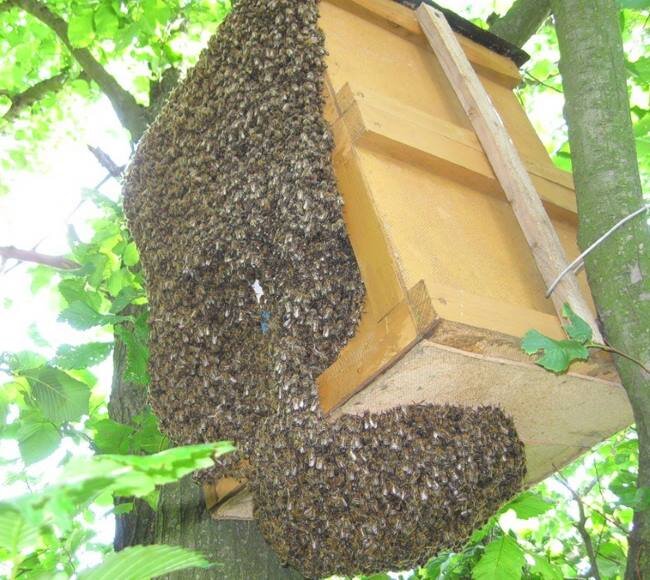 Ловушка для пчел (Чертежи ловушек)