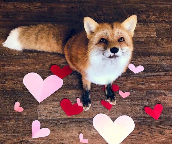 Чего смотрите? Я вас тоже л... (источник: vokrugsveta.ua)