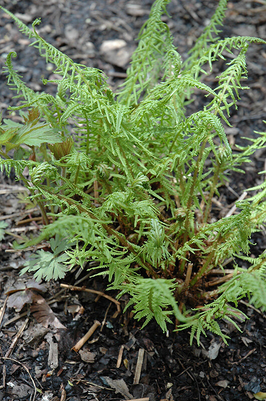 Кочедыжник женский. Фото из открытых источников.