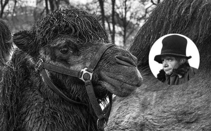 13. Размышления о верблюдах