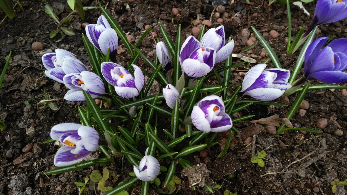 Мои шикарные крокусы на даче. Фото из личного архива