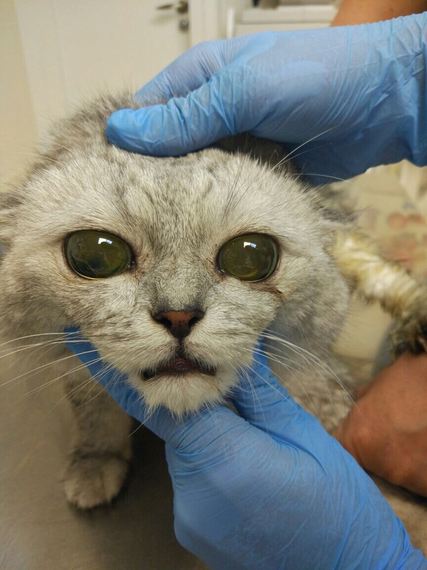 Привет! Я Оскар!