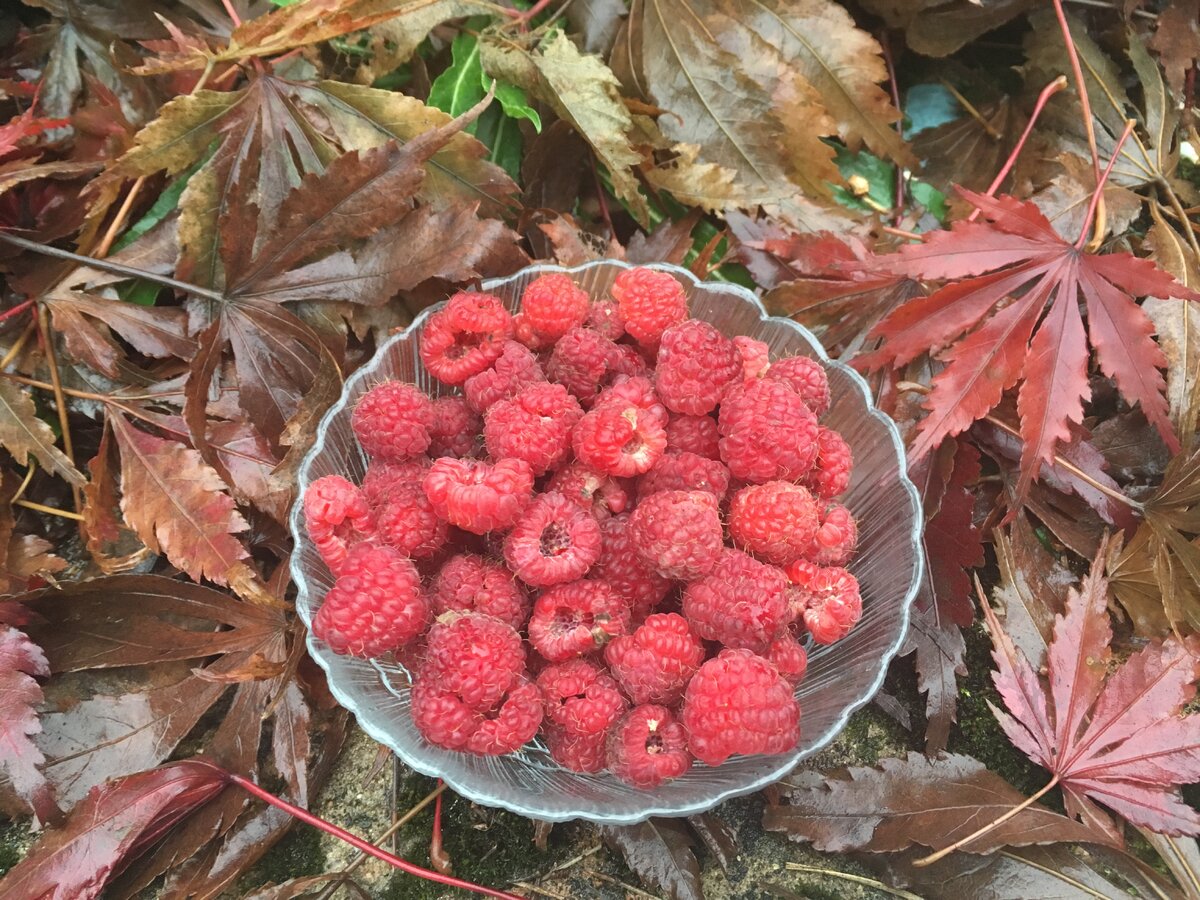клен малина кустарник. клен малина. клен малина. малиноклен душистый. куст малина клен.