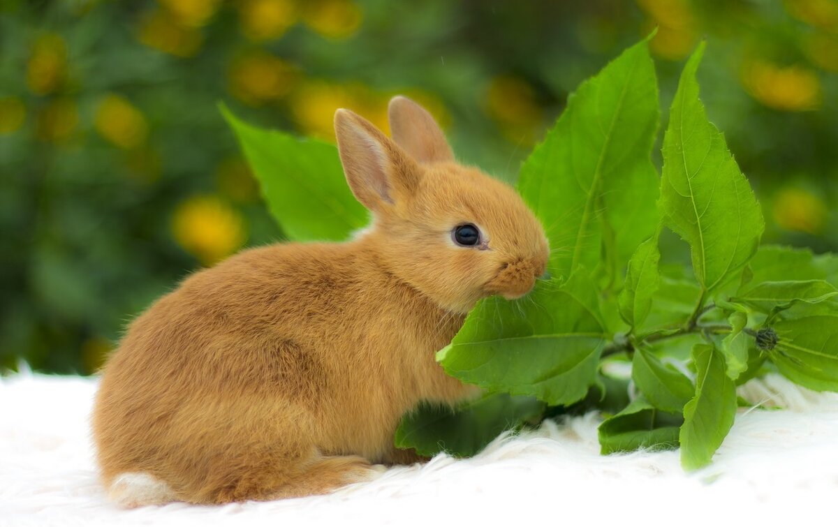 По-английски это KITTEN