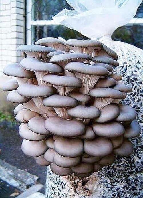 фото использовано в качестве иллюстрации. Источник: Яндекс Картинки.