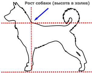 схема измерения роста