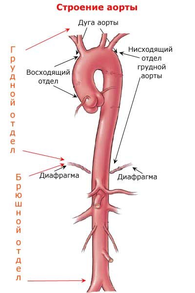 Склеротические изменения аорты что это