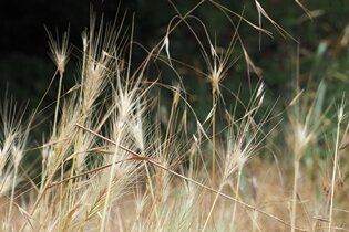 
С болью в сердце, но я встал. Как ни странно, мне удалось разбудить сестру, и после быстрой туалете, мы вышли из дома. По дороге в сарай мы прошли в конюшню, отверстие в голове дяди Стефана, которой уделяется больше всего времени. Конечно, это последнее место, вызвало больше всего эмоций у моей сестры. Сначала просила, а чуть позже она начала настаивать на том, что хочет научиться ездить верхом. Дядя не смог отказать ей, поэтому объявил, что на следующий день постарается, чтобы кто-то дал ей несколько уроков.