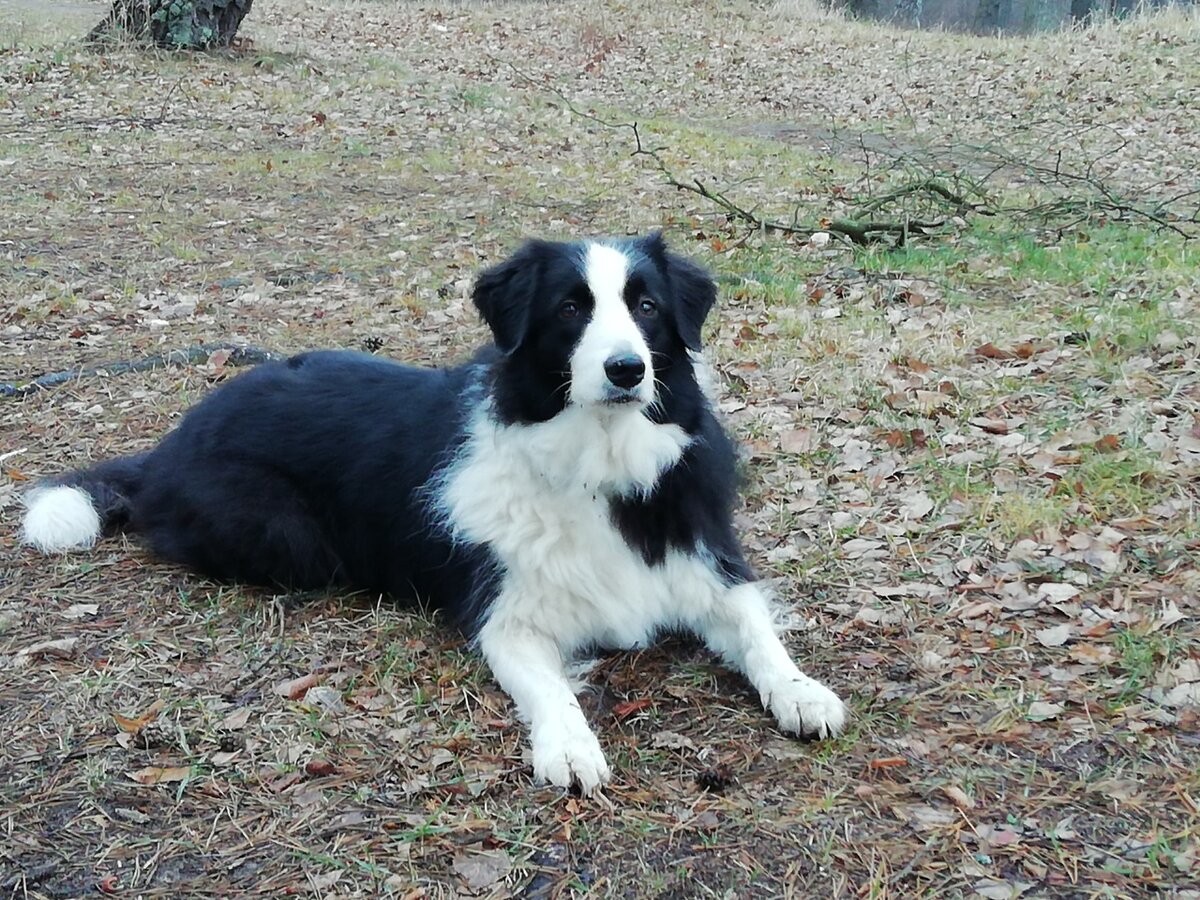 Баста - очень внимательная собака