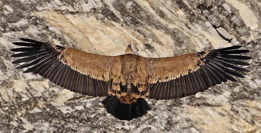 Веер раздвинутых перьев на концах крыльев.