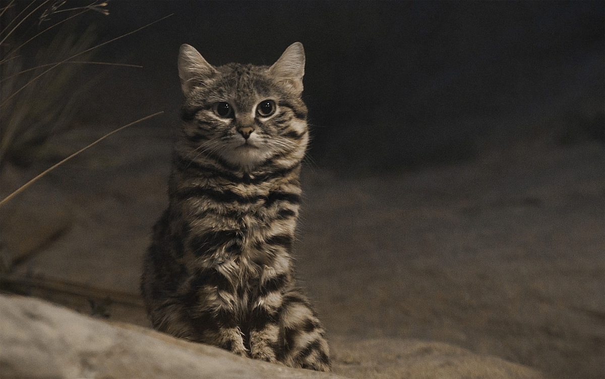 Автор: Jonathan Kriz - Black-Footed Cat, CC BY 2.0, https://commons.wikimedia.org/w/index.php?curid=26747763