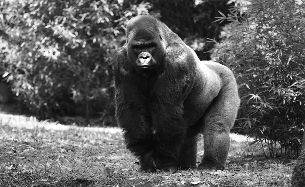 доминирующий самец