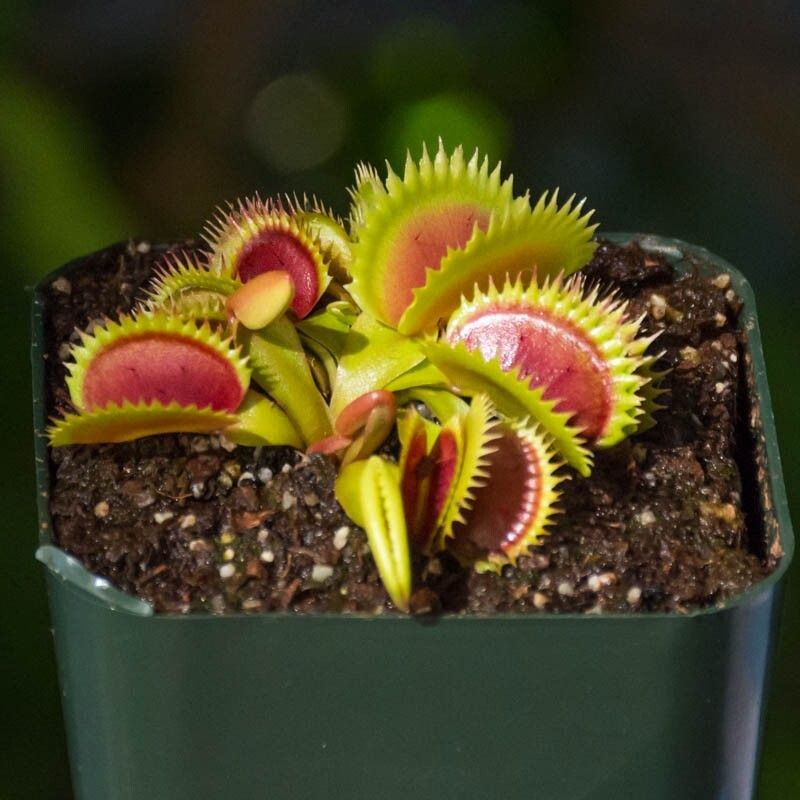 Растение - хищник