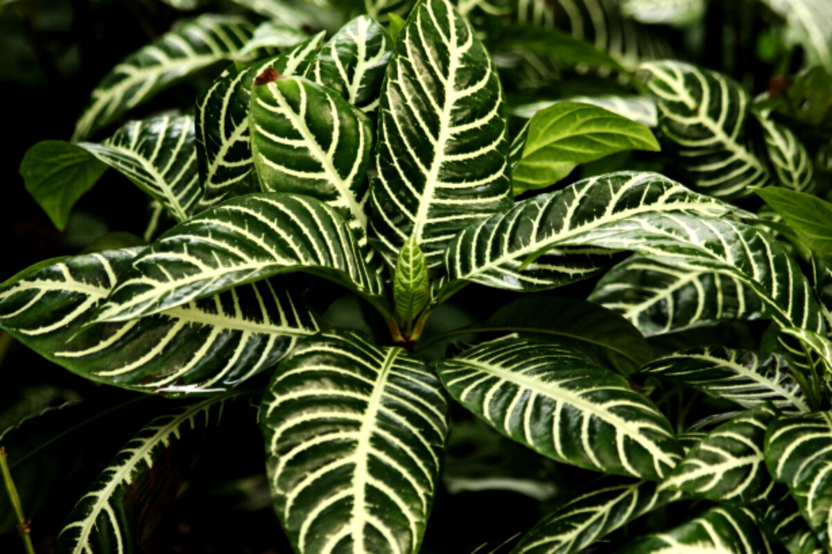 Листья афеландры  оттопыренной