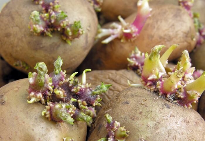 Картофельные ростки используют для приготовления лекарственной настойки