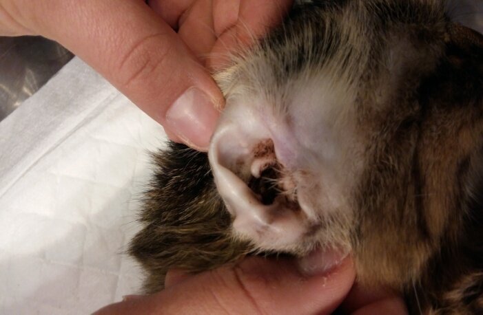 Ушной клещ.Источник фото Яндекс картинки