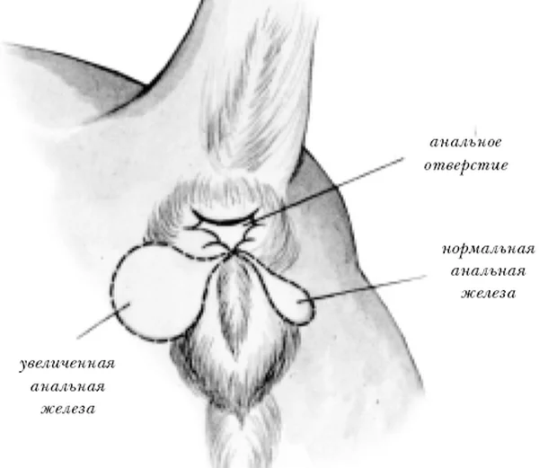 Железы у собак схема которые нужно чистить
