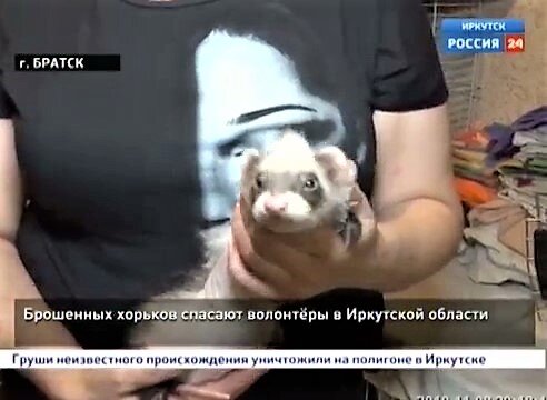 Кадр из передачи программы «Вести 24» от  08.11.2019 