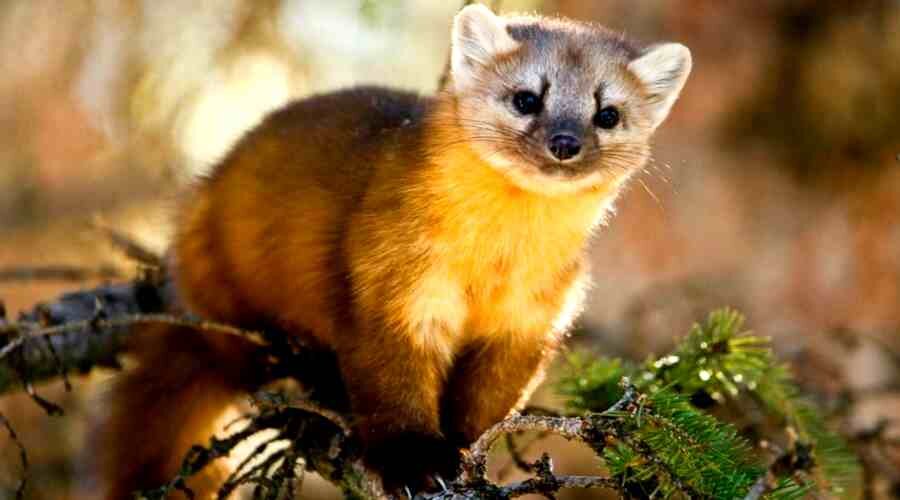 Куница - юркая и любопытная хищница...