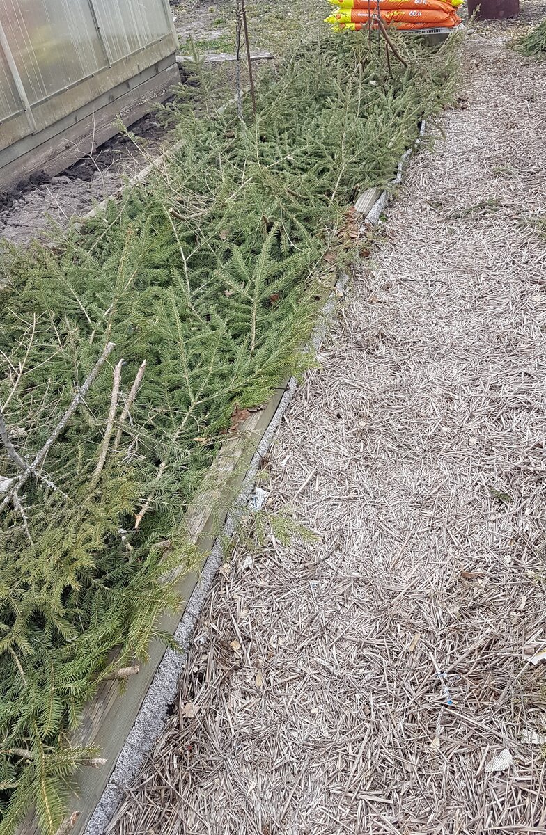 Грядка с клубникой  весной.