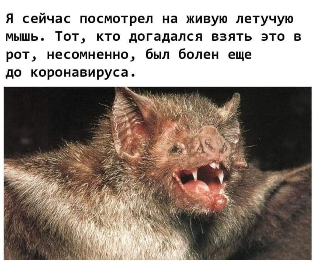 Летучая мышь мем