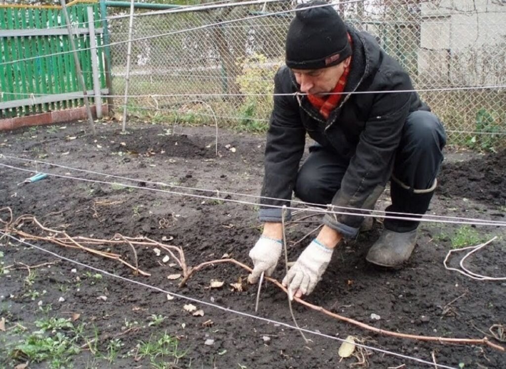 Укрытие винограда. Пригибание лозы винограда к земле. Пригибание винограда на зиму. Укрытие винограда на зиму. Подготовка лозы винограда к зиме.