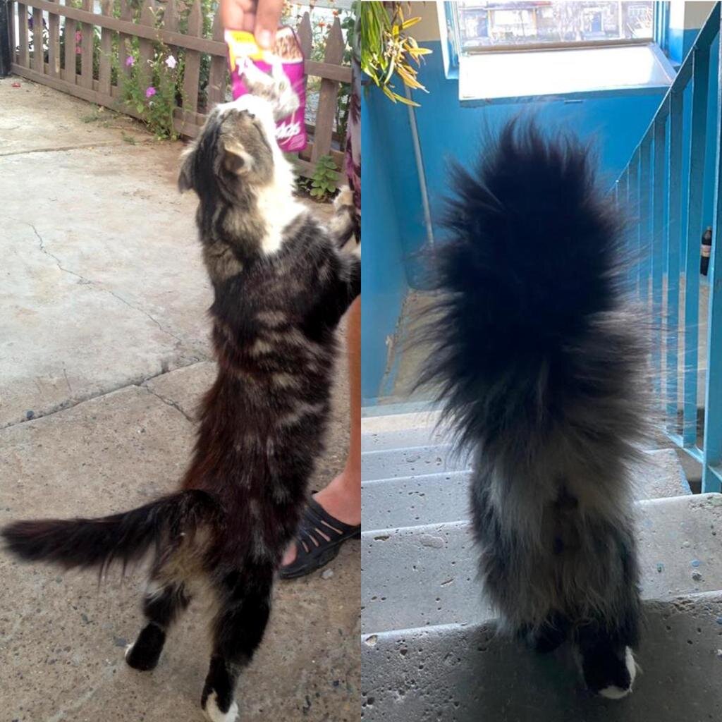 Хвост - это наша гордость!