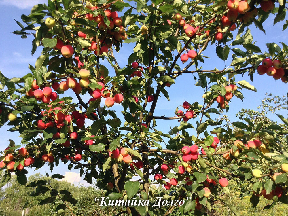 Выбираем яблони: летние, осенние и зимние сорта
