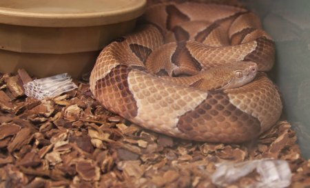tps://st3.depositphotos.com/29384342/34032/i/1600/depositphotos_340323234-stock-photo-close-copperhead-snake-agkistrodon-contortrix.jpg