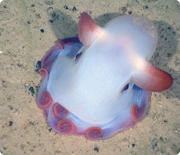 Фото взято с сайта zoopicture.ru