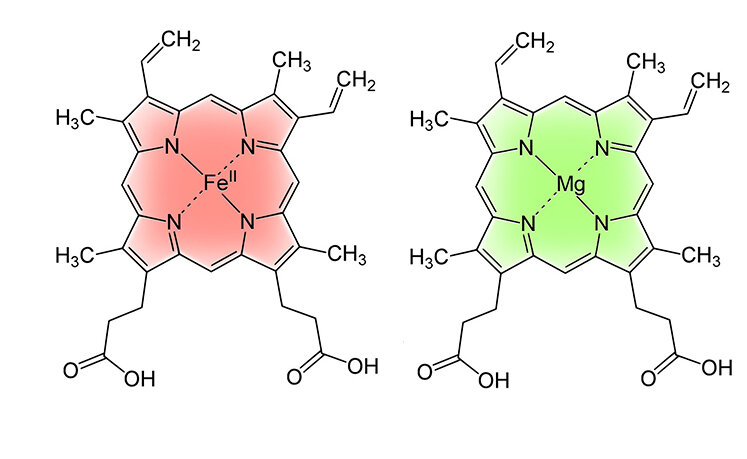 Гемоглобин / Хлорофилл
