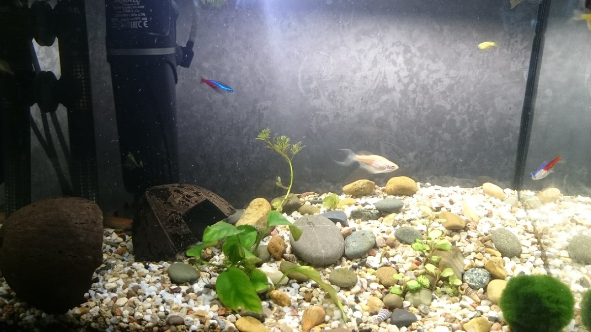 Это был первый аквариум. Растения в нем не росли, рыбы мучались. Хотя в итоге мы оставили 2 сомика, 5 данио и 5 неонов. Хорошо, что цветного грунта и пластмассовых растений и декораций мы не додумались поместить в аквариум...