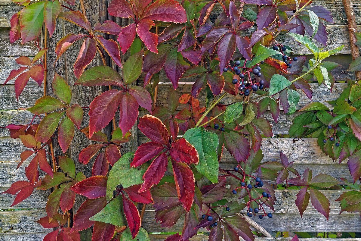 Трудно оторвать взгляд от девичьего винограда осенью.