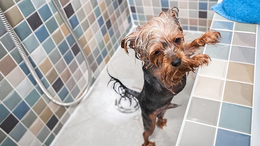 
В форс-мажорных исключительных ситуациях, разумеется, можно мыть собаку даже человеческим шампунем, но с некоторыми оговорками:
