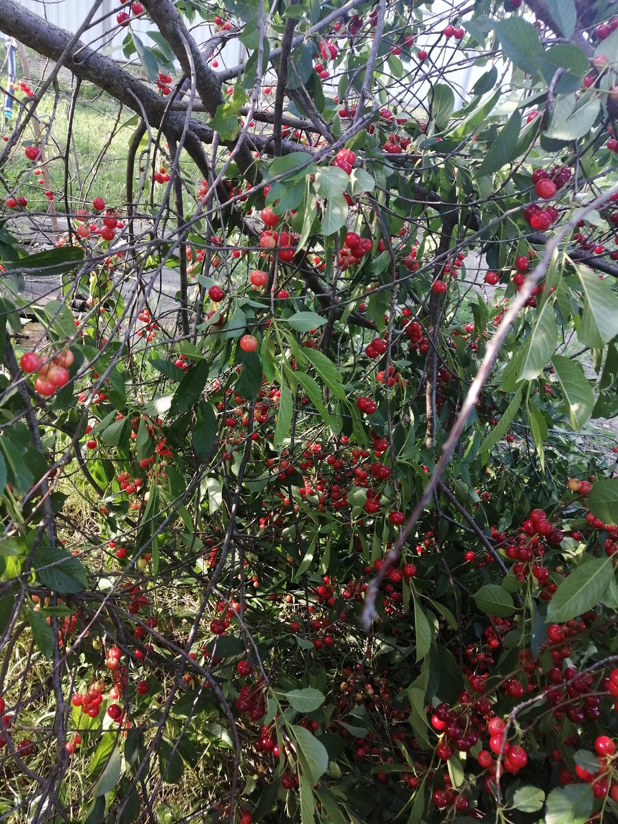 На фото видно, как ветки уже на земле. 