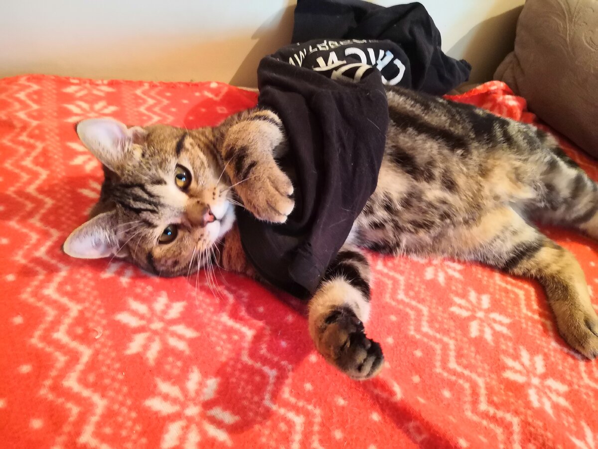 Отжал футболку котик) 