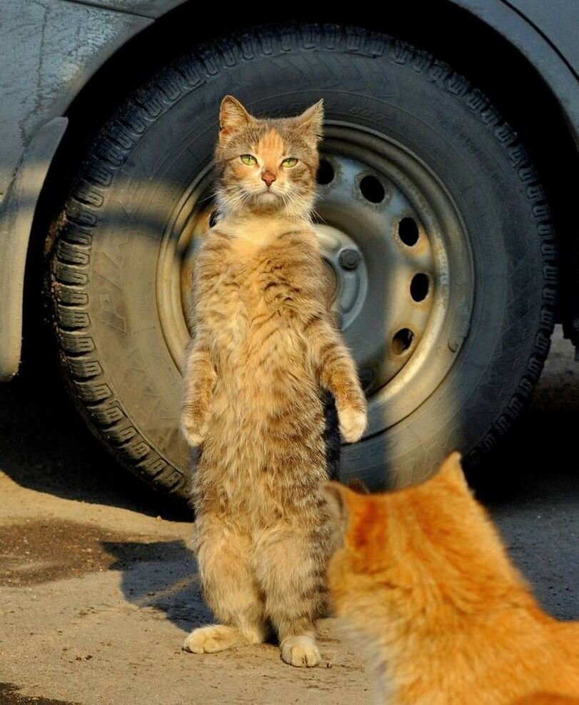 Картинка свободный доступ интернета.