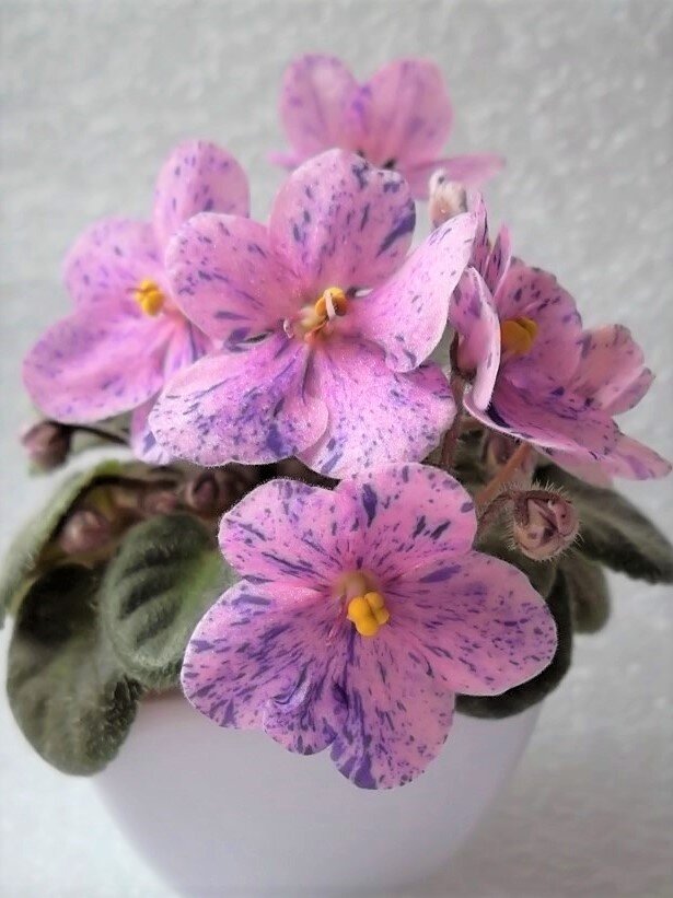 Фиалка rob's calypso beat