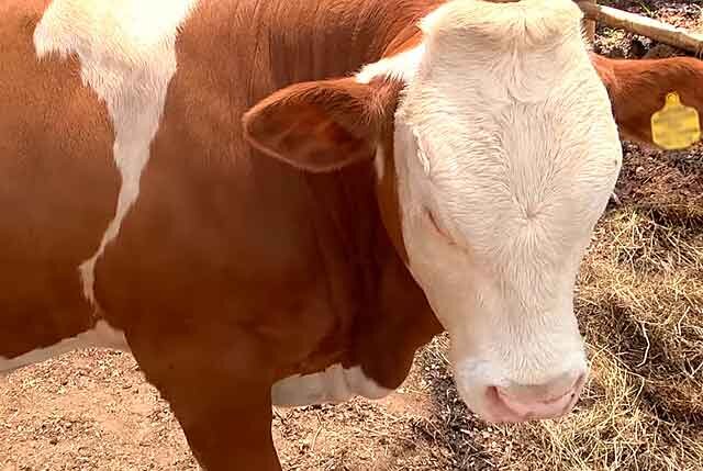 Как и чем питается корова не должно оставаться тайной за семью замками для начинающих животноводов.