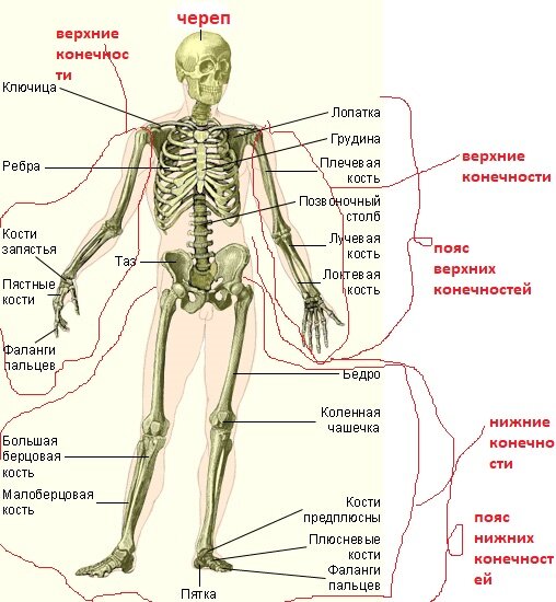 скелет человека с указанием отделов.