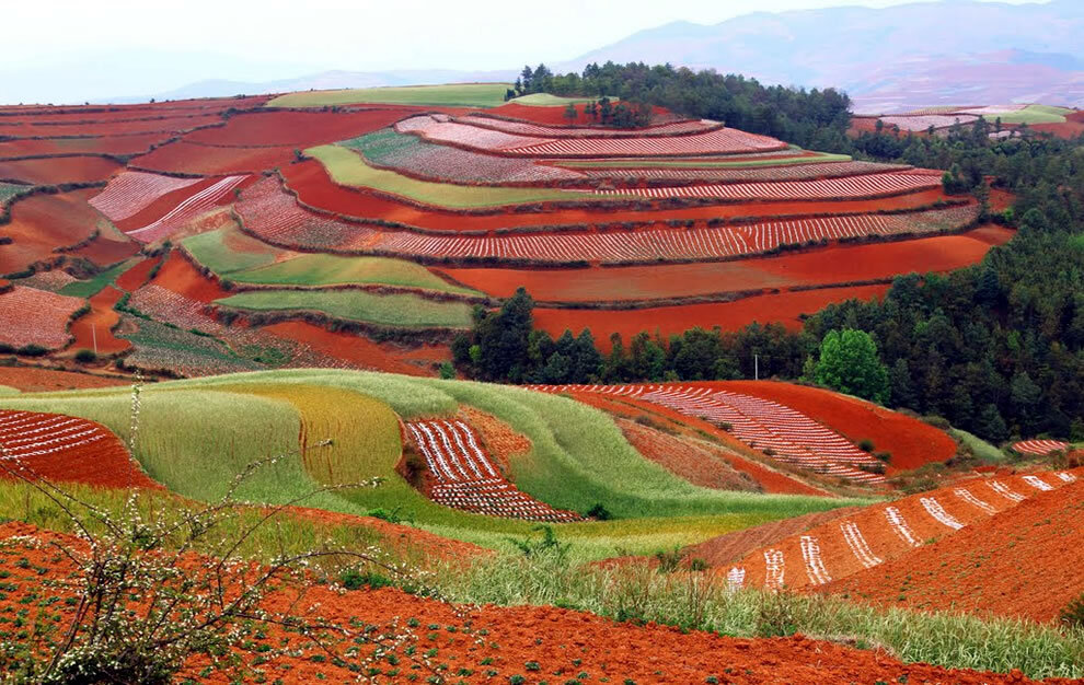 Dongchuan Red Soil: съедобная радуга провинции Юньнань. Яндекс картинки