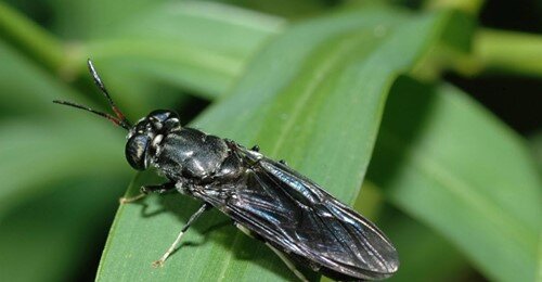 Черная львинка