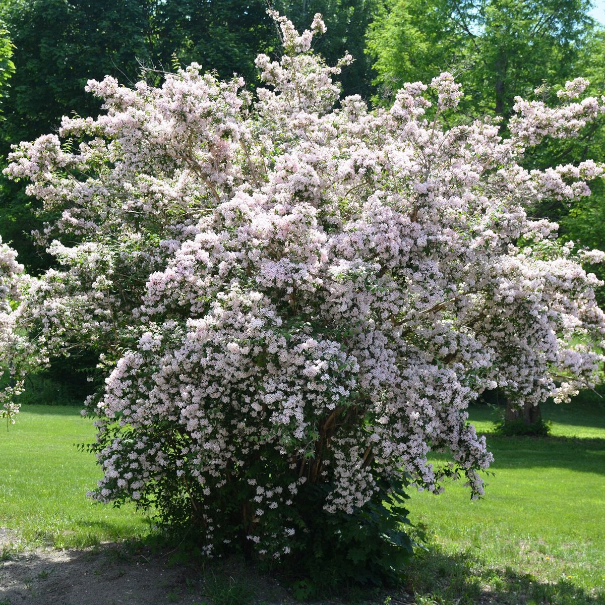 Кольквиция в июне