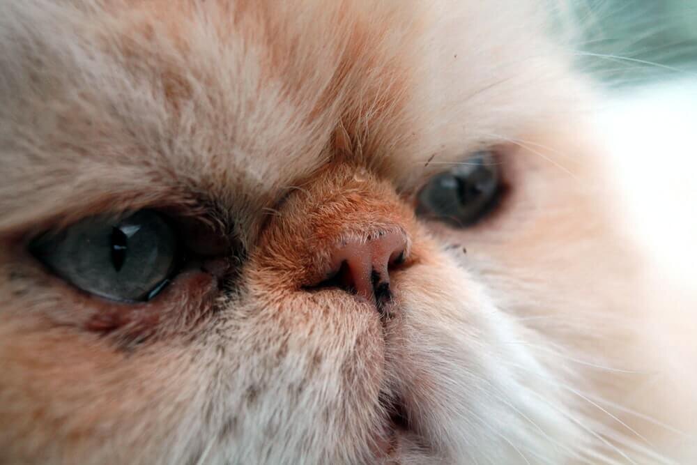 Гигиена персидской кошки — очистка глаз, носа, ушей, зубов | For Pet | Дзен