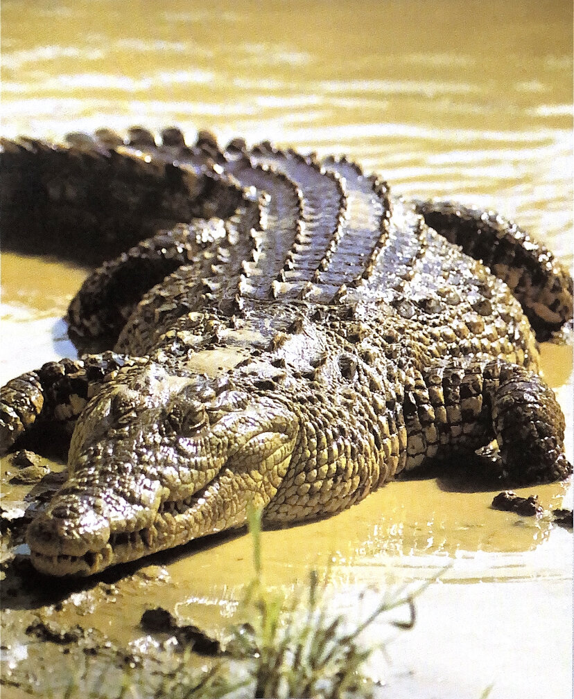 Это самый  большой африканский крокодил. Длина этих крокодилов до шести метров, масса более 700 килограммов. Крокодил - это грозный хищник, которого боятся и люди, и животные.