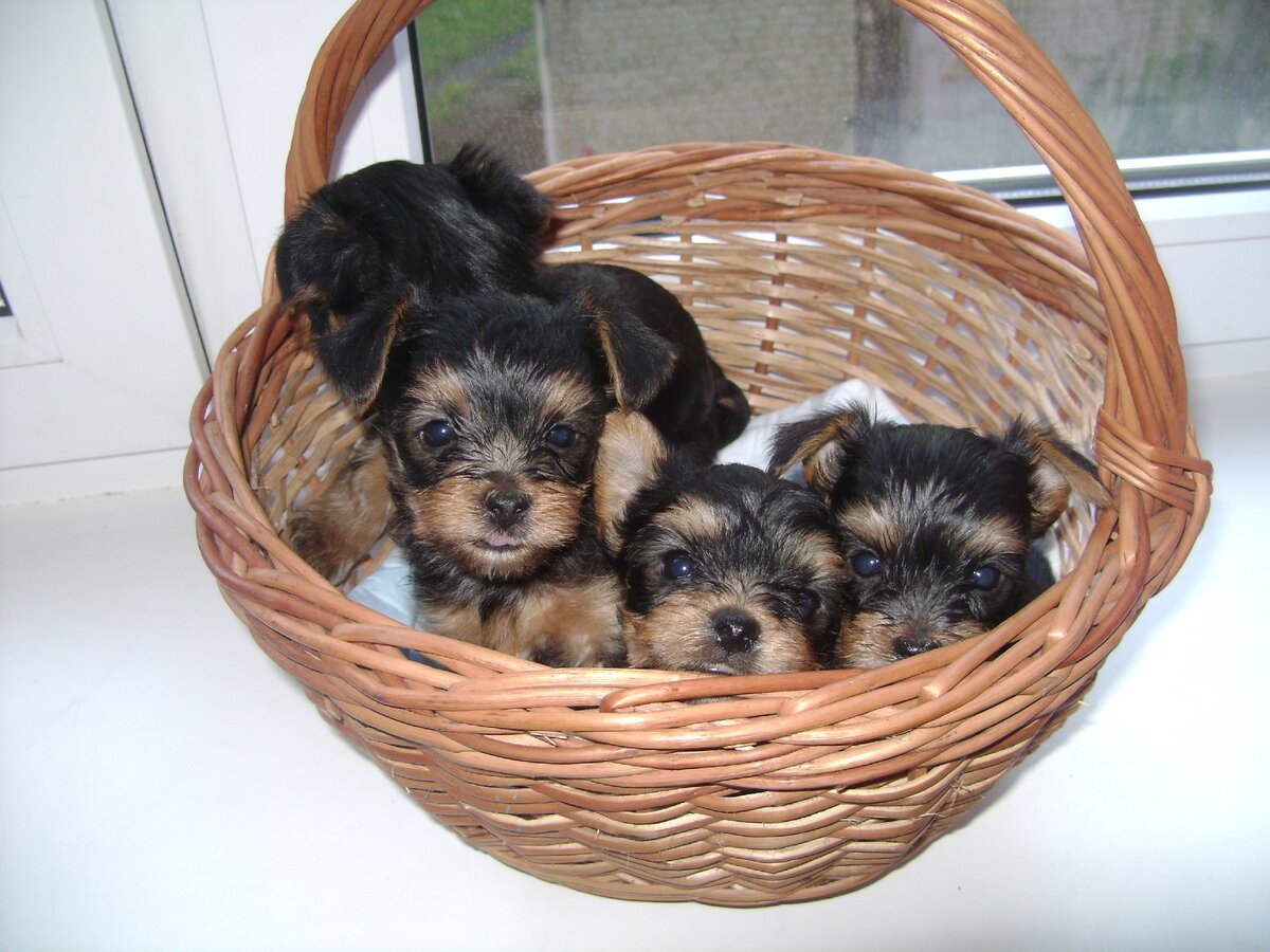 подросшие наши щеночки