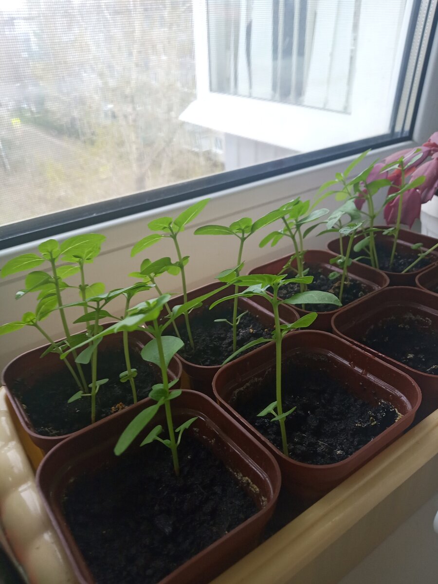 Не сеёте базилик в кассеты, сейте сразу в горшки.